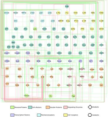 Network-based modelling of mechano-inflammatory chondrocyte regulation in early osteoarthritis